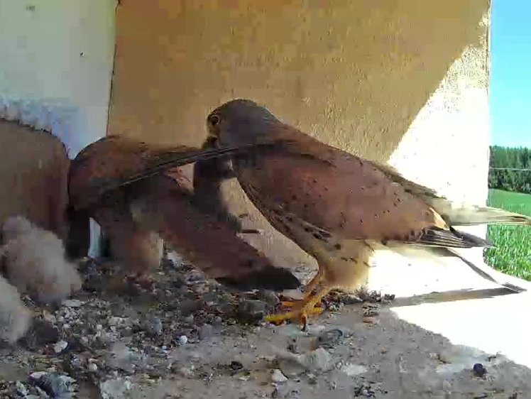 2021-07-18 11-57-21 video 11:57 then the cock delivers a mouse while the hen is feeding the chicks