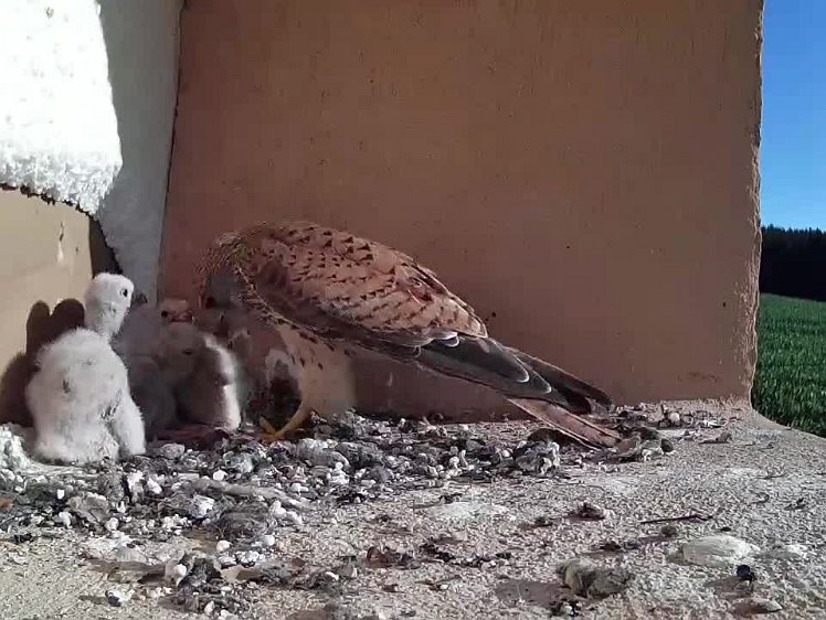 3_TimeLapse_2021-07-18_08-09-23 video timelapse 07:39- 08:09