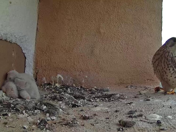 Frame_2021-07-18_05-32-26 05:32 but she still found an insect