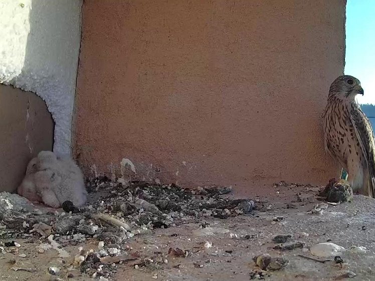 Frame_2021-07-18_06-30-56 06:30 a vole