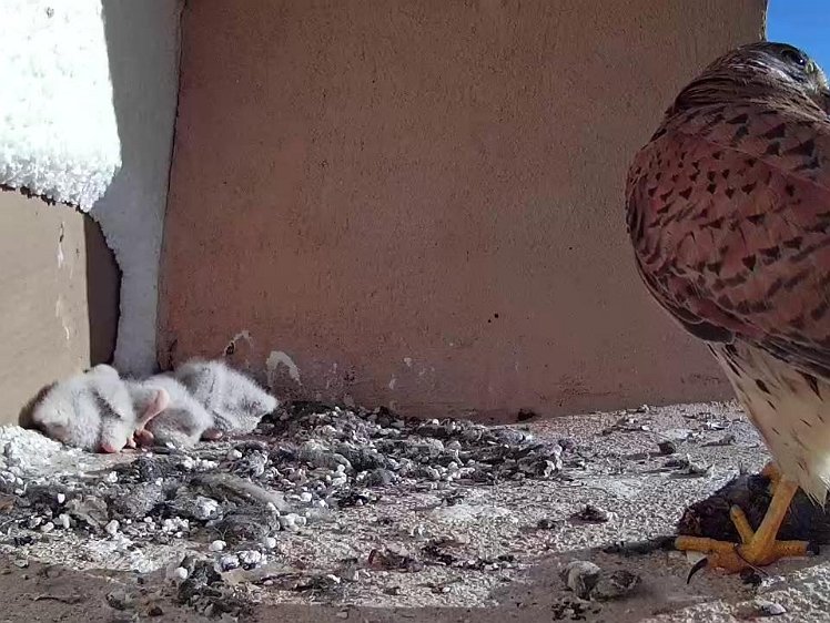 Frame_2021-07-18_08-01-56 08:01 a mouse for the sleepy chicks