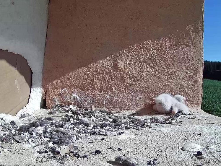 Frame_2021-07-18_09-34-50 09:34 peering over the edge