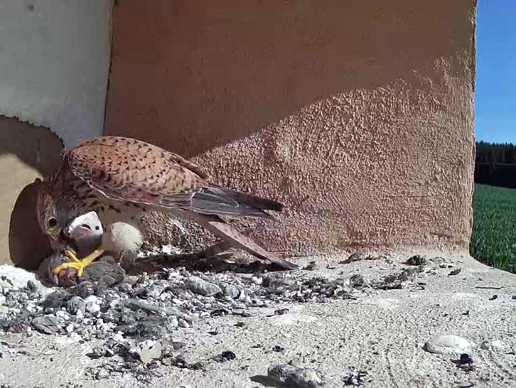 Frame_2021-07-18_09-39-47 09:39 food