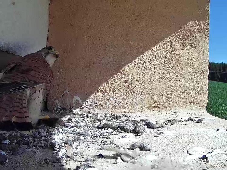 Frame_2021-07-18_10-47-47 10:47 food; the chicks need rounding up