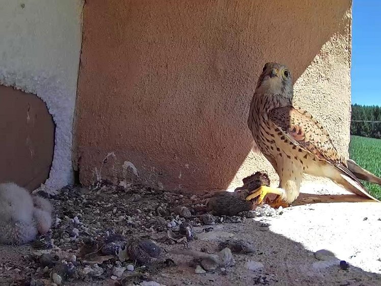 Frame_2021-07-18_11-51-15 11:51 another mouse