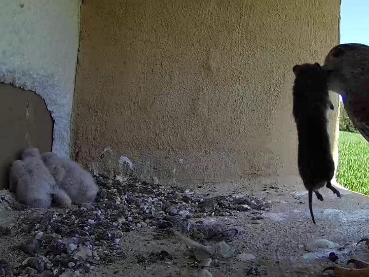 Frame_2021-07-18_13-01-46 13:01 and yet another mouse