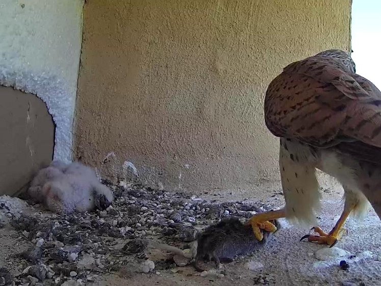 Frame_2021-07-18_13-59-26 13:59 and another