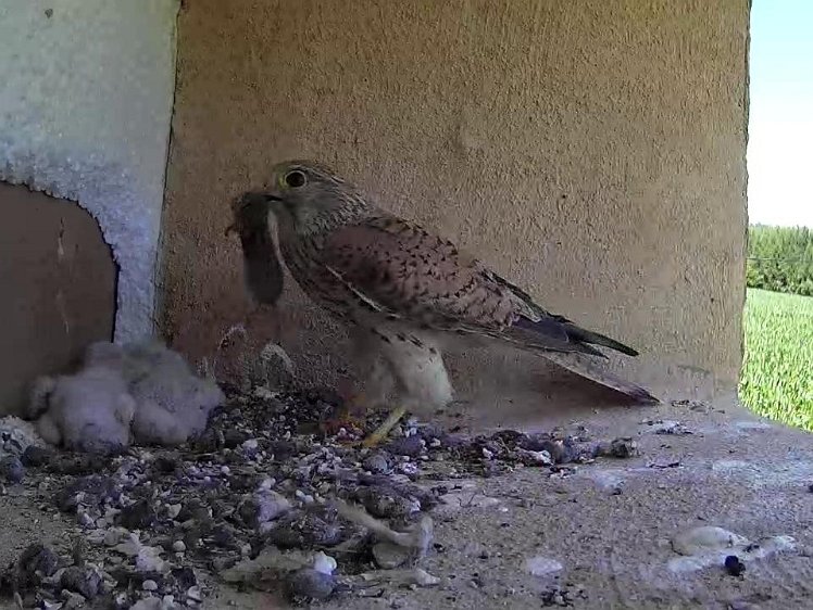 Frame_2021-07-18_14-32-58 14:32 Yet another vole