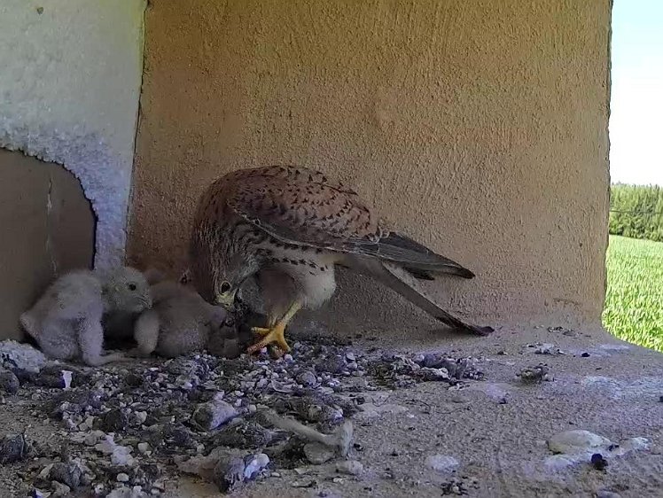 Frame_2021-07-18_16-11-28 16:!1 food