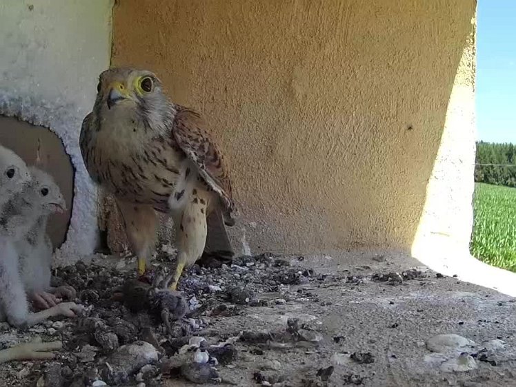 2021-07-19 12-36-03 video 12:36 who gets the biggest share?