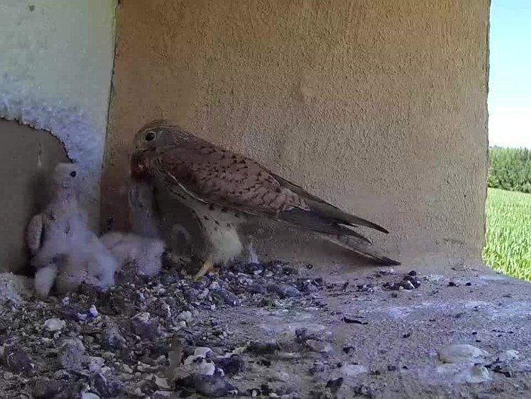 2021-07-19 14-10-26 video 14:10 is this the first time a chick has tried to get their own food?
