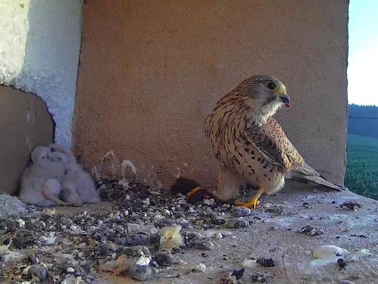 Frame_2021-07-19_06-27-23 06:27 first food