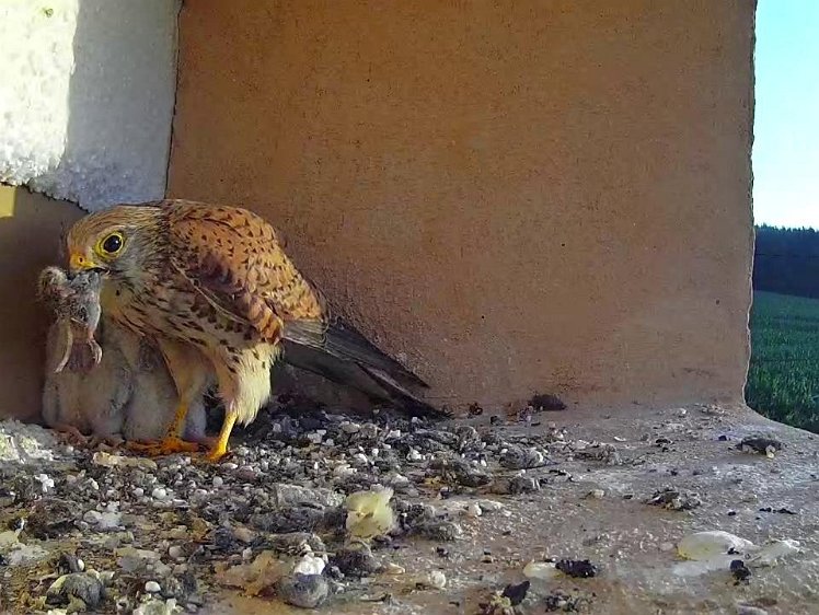 Frame_2021-07-19_06-41-21 06:41 half gone