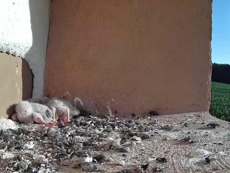 Frame_2021-07-19_07-50-03 07:50 legs