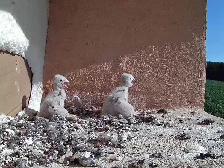 Frame_2021-07-19_09-07-05 09:07 Calling out for more food?