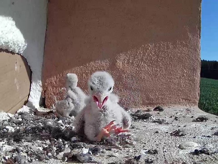 Frame_2021-07-19_09-11-45 09:11 morning activity?