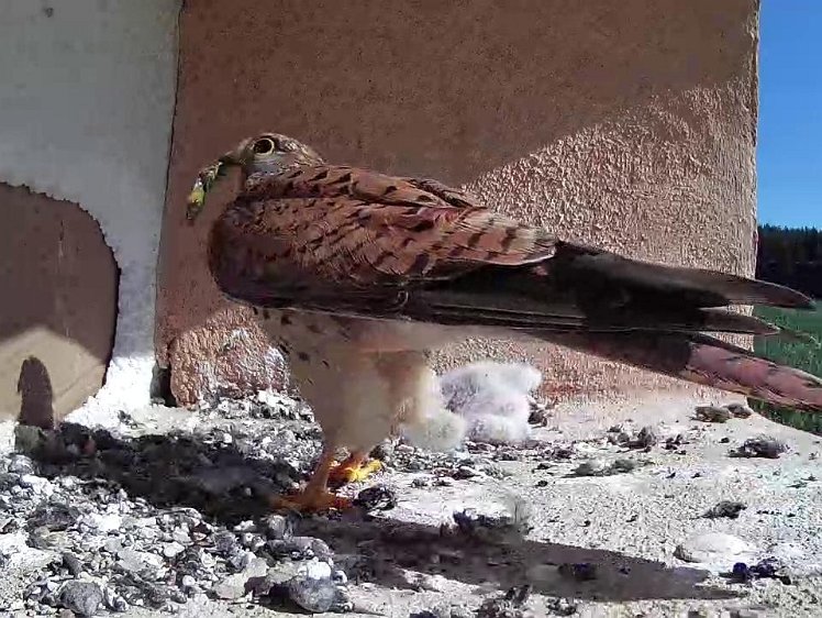 Frame_2021-07-19_09-57-23 09:57 a grasshopper (?)