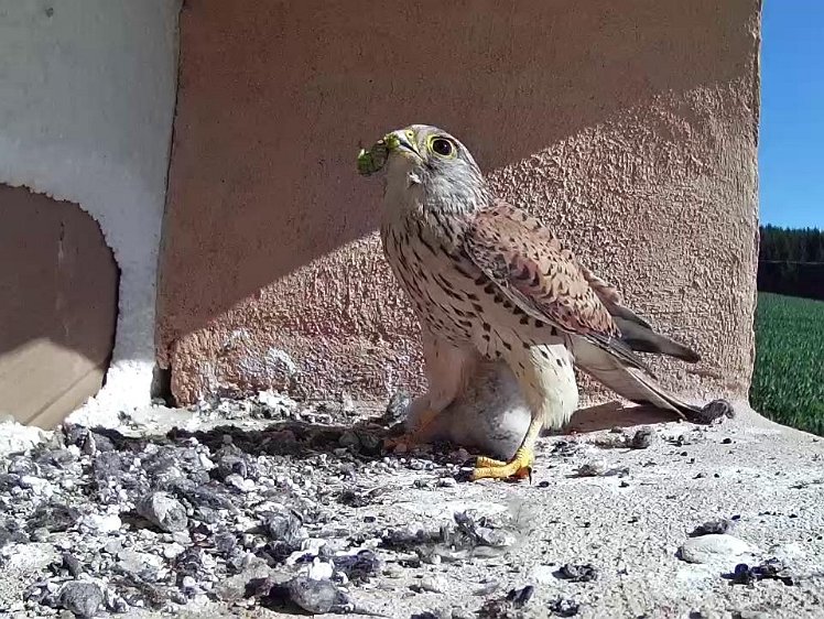 Frame_2021-07-19_09-59-44 09:59 a caterpiller