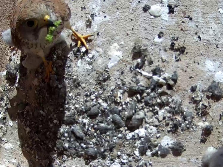 Frame_2021-07-19_10-00-01 10:00 a caterpiller