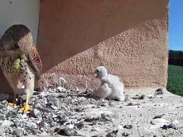 Frame_2021-07-19_10-00-04 10:00 a caterpiller