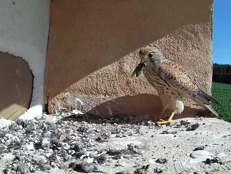 Frame_2021-07-19_10-06-05 10:06 a flying beetle