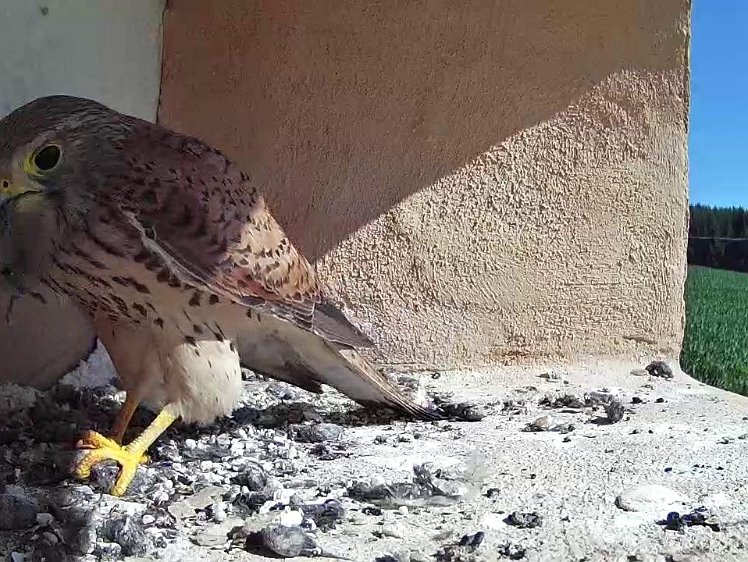 Frame_2021-07-19_10-31-11 10:31 an insect