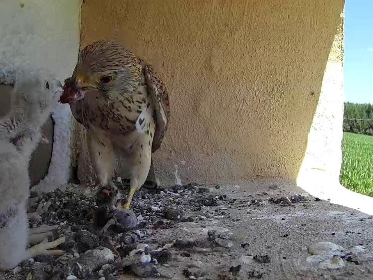 Frame_2021-07-19_12-35-34 12:35 only the biggest gets fed