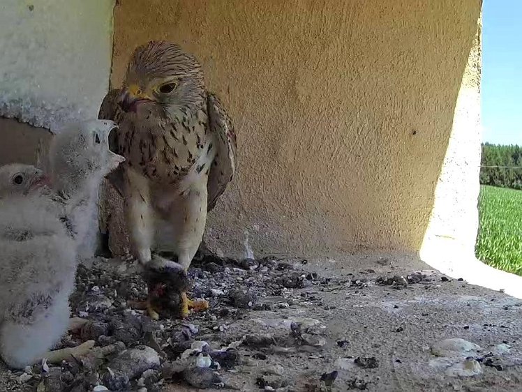 Frame_2021-07-19_12-37-54 12:37 only the biggest gets fed