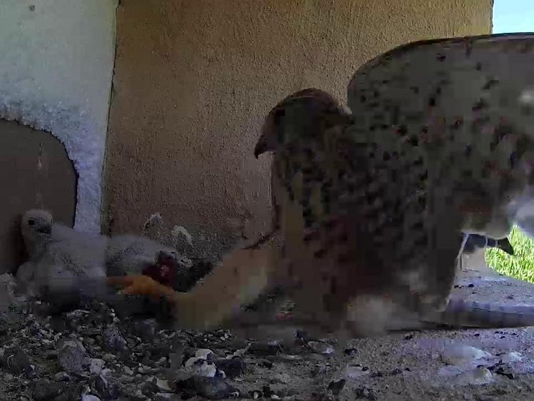 Frame_2021-07-19_14-10-24 14:10 fast food