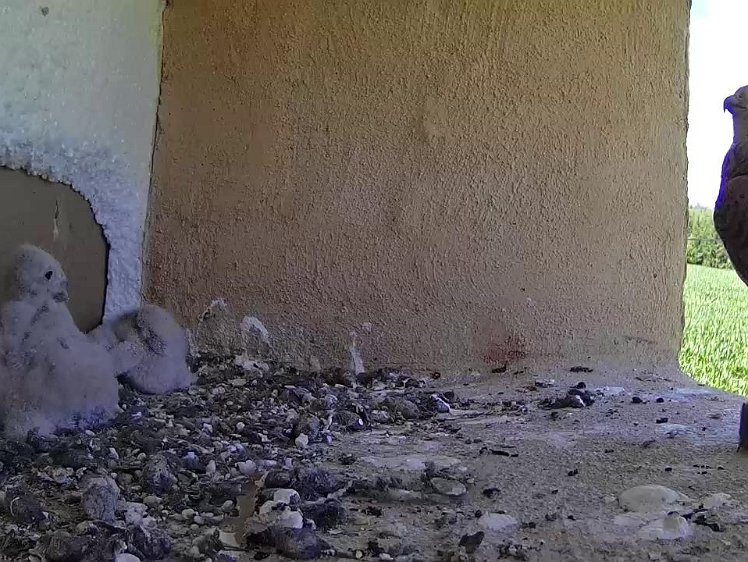 Frame_2021-07-19_15-56-23 15:56 some food