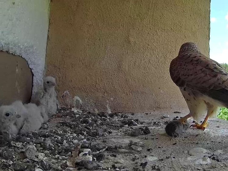 Frame_2021-07-19_17-10-18 17:10 another vole?