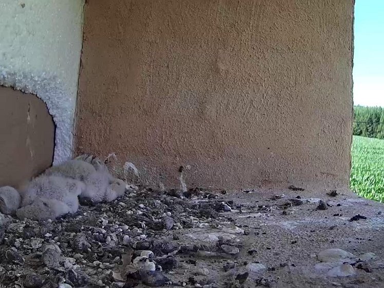 Frame_2021-07-19_17-40-52 17:40 yet another vole?