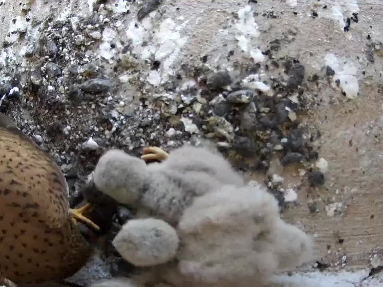 2021-07-21 12-15-26 video 12:15 the chicks are fed but also pick their own