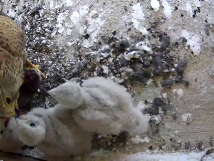 2021-07-21 13-42-24 video 13:42 all being fed