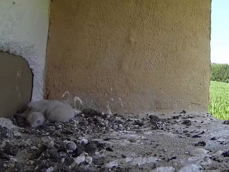 20210721_154926_edit1 video 14:37 the food is not shared out