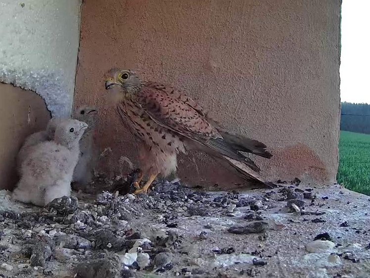 Frame_2021-07-21_06-21-55 06:21 first food