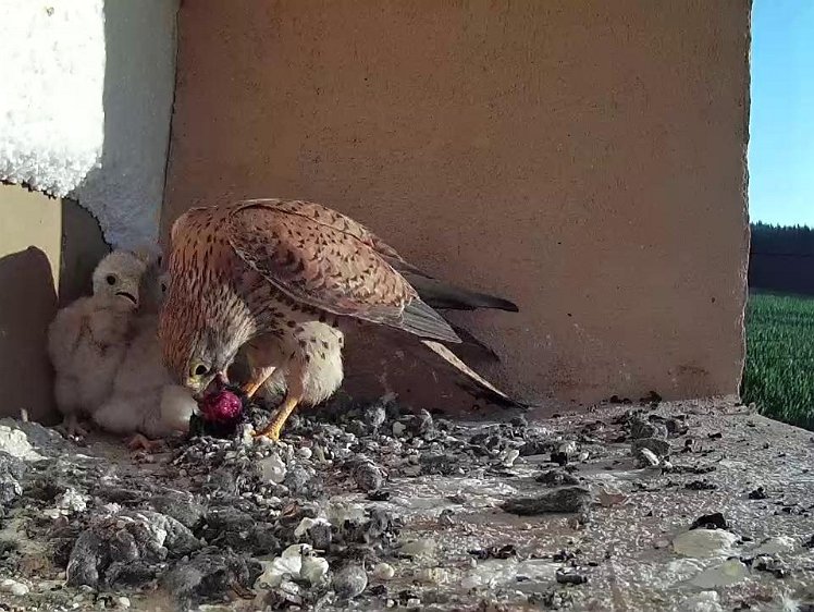 Frame_2021-07-21_07-23-05 07:23 another feed