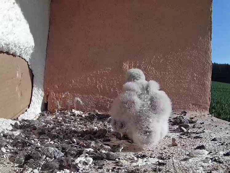 Frame_2021-07-21_08-50-43 09:50 feathers appearing