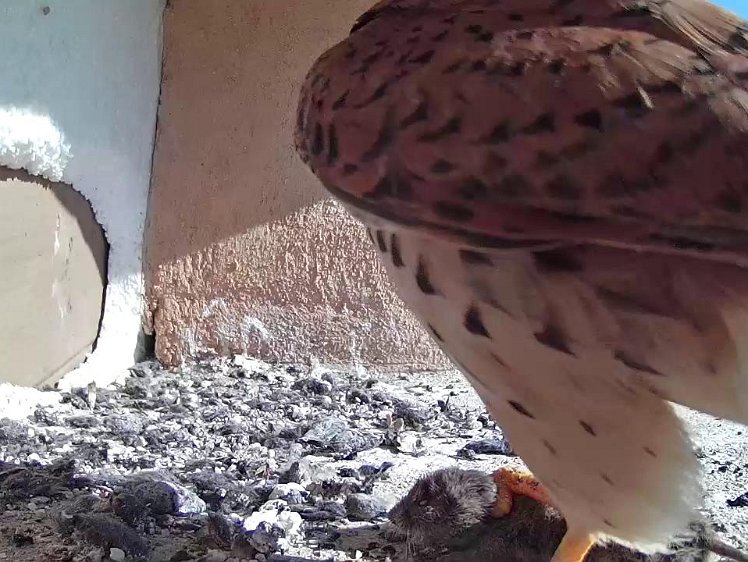 Frame_2021-07-21_09-25-29 09:25 hen returns with mouse but leaves again