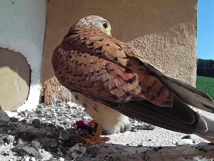 Frame_2021-07-21_09-43-55 09:43 returns with half-eaten mouse