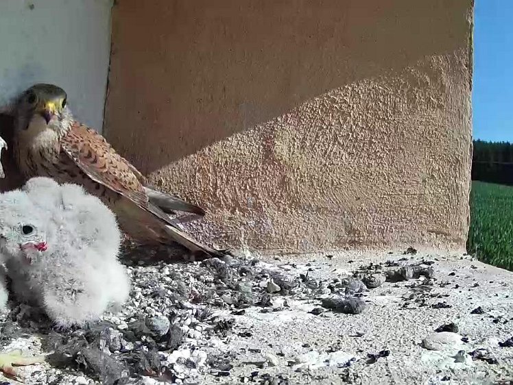 Frame_2021-07-21_09-45-56 09:45 feeding