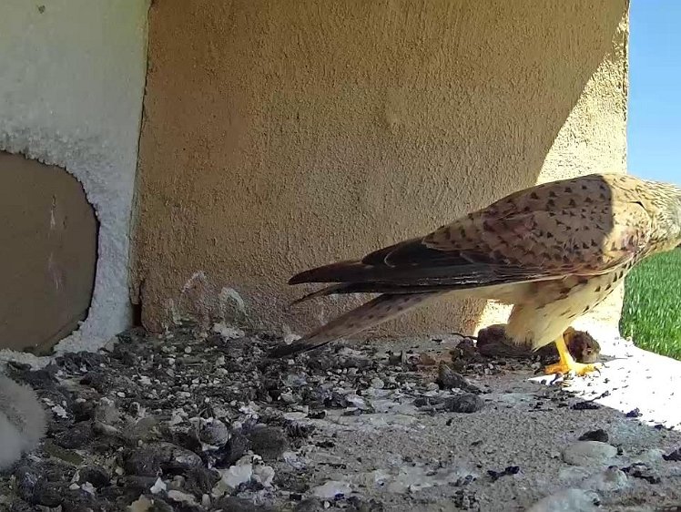 Frame_2021-07-21_12-13-19 12:12 a mouse