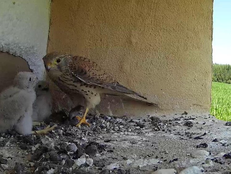 Frame_2021-07-21_13-42-18 13:42