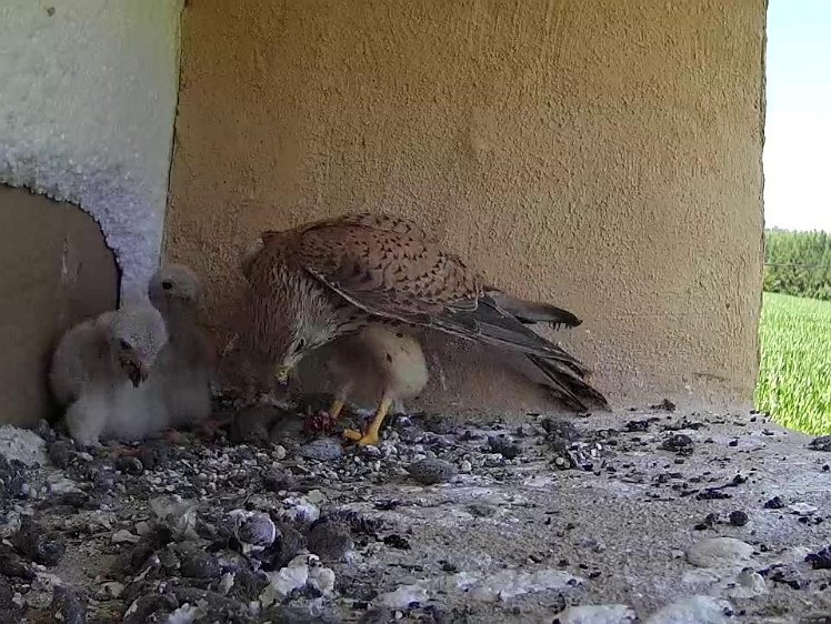 Frame_2021-07-21_14-37-30 14:37 the little one in the corner gets just one piece