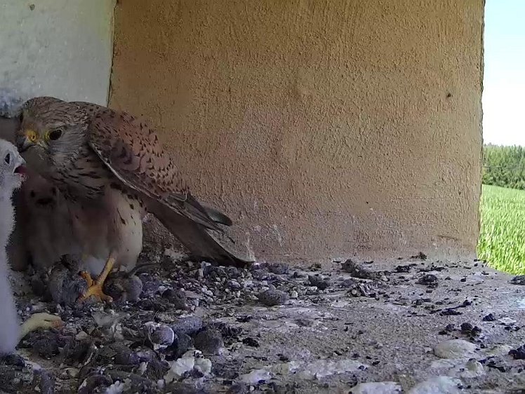 Frame_2021-07-21_14-38-12 14:38 and the bi one gets the rest