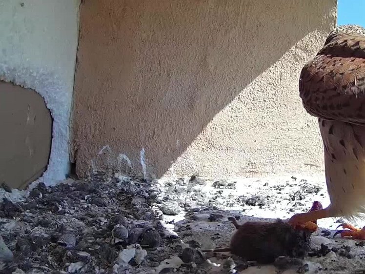 2021-07-22 11-14-34 video 11:14 food arrives and the chicks are anticipating a meal