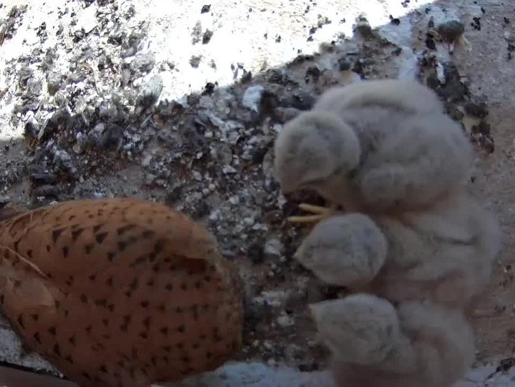 2021-07-22 11-18-04 video 11:18 sharing it out