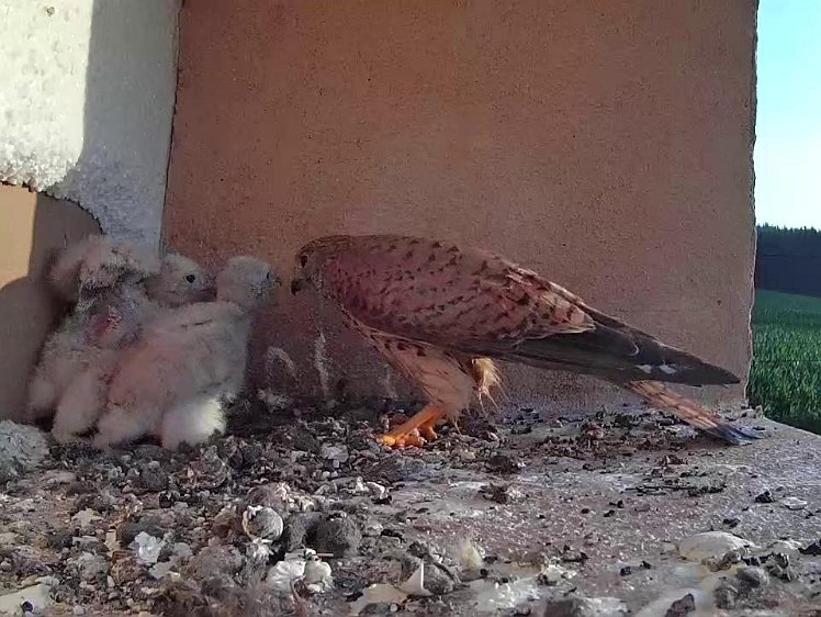 Frame_2021-07-22_06-54-20 06:54 second feed