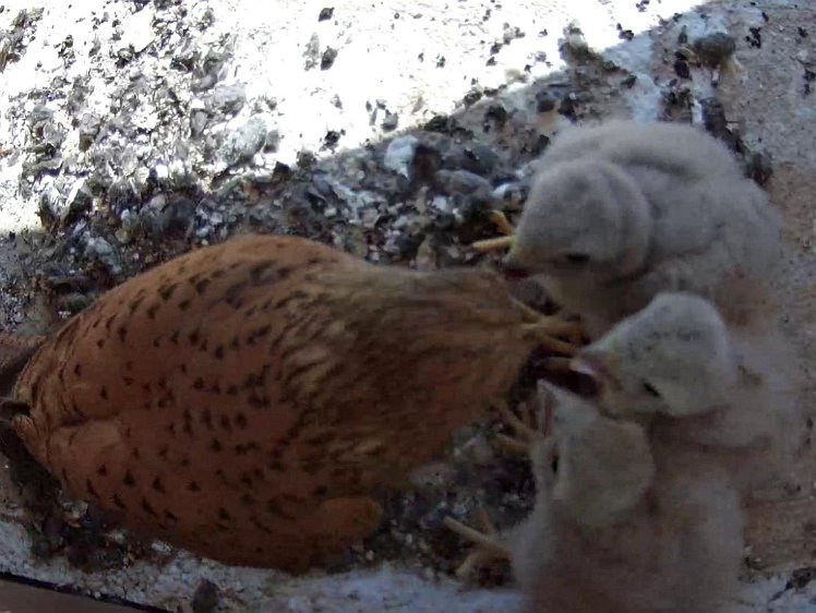 Frame_2021-07-22_11-15-54 11:15