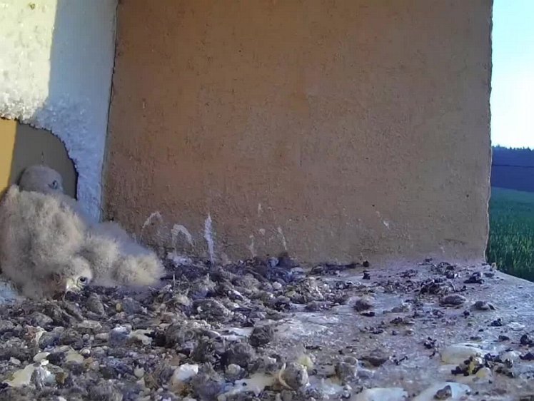 20210723_075911_edit1 video 06:44 the hen delivers the first food of the day but one chick takes it all